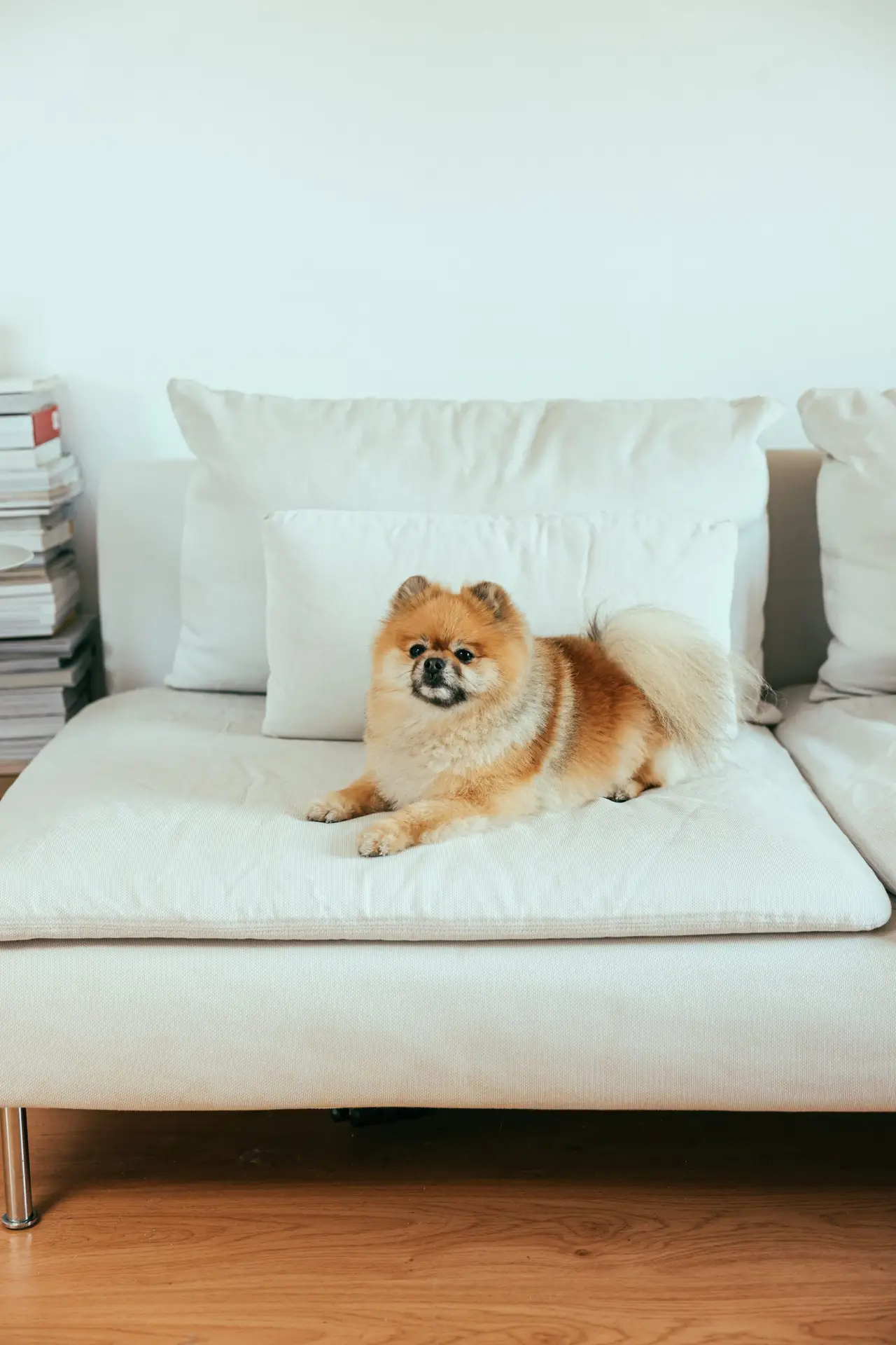 Small dog relaxing safely on a couch in a freshly, non-toxically cleaned McKinney, TX home