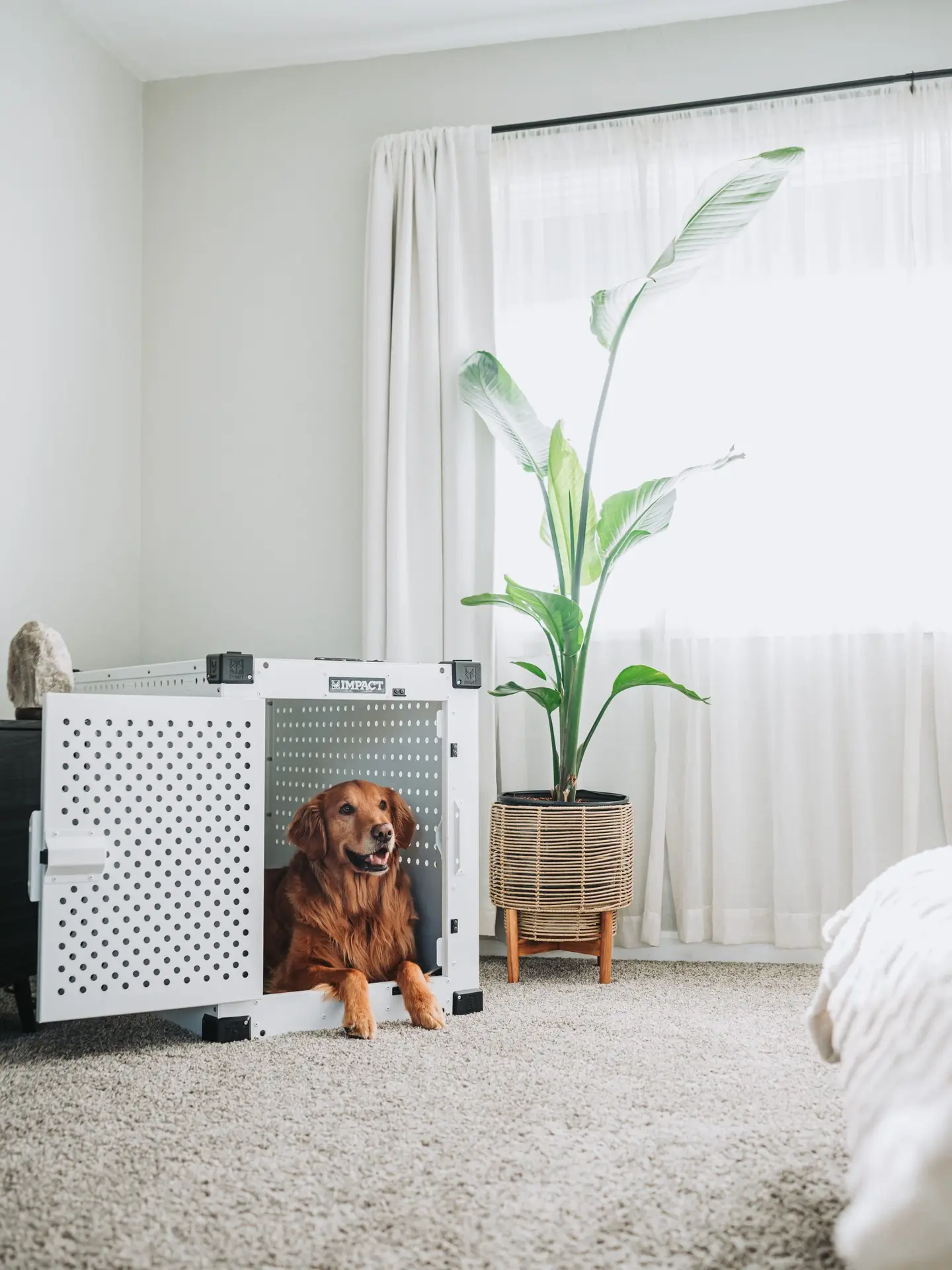 Bright modern living room with a pet representing housekeeping with pets and security systems in Colleyville TX