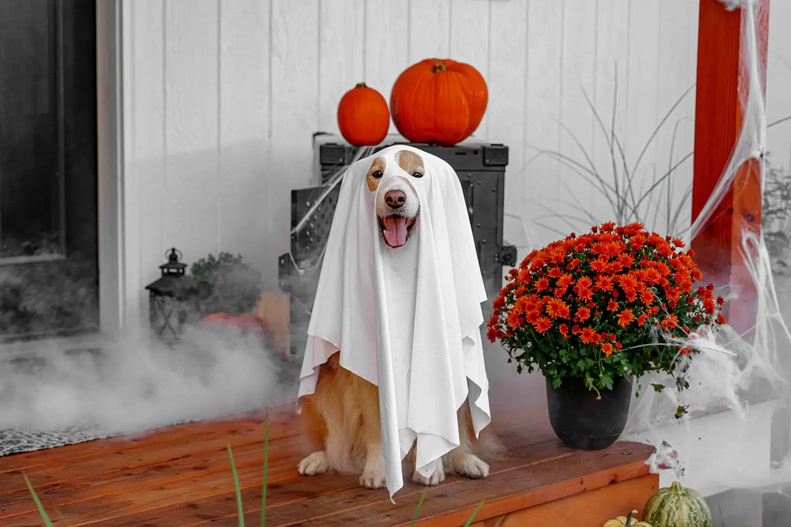 Dog in a ghost costume on a decorated porch for Halloween in Lucas TX